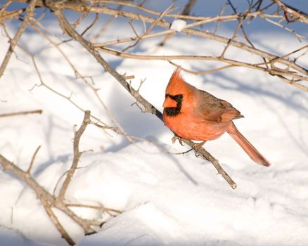 A Northern Cardinal perched on a tree branch.