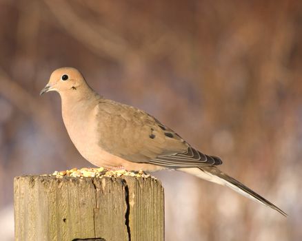 A mourning dove perched on a post with bird seed.