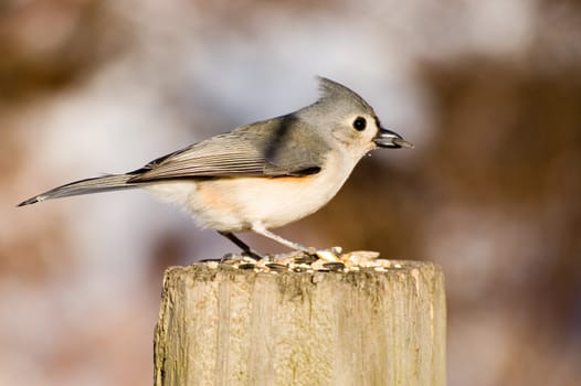 A tufted titmouse perched on a wooden post with bird seed.