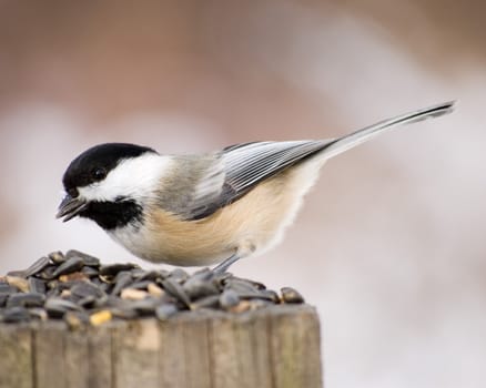 A black-capped chickadee perched on a wooden post with bird seed.