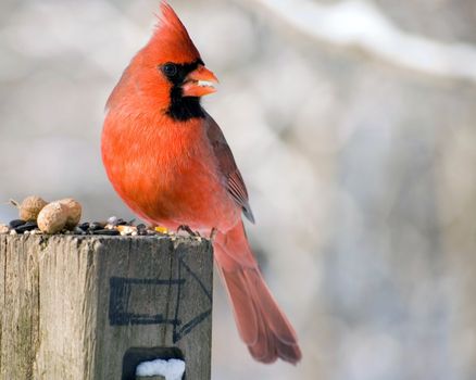 A male northern cardinal perched in a post with bird seed.