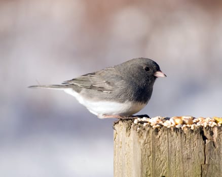 A slate-colored junco perched on a post with bird seed.