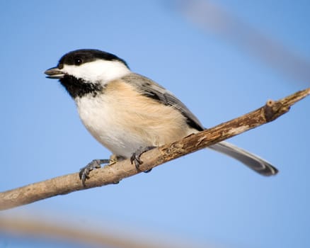 A black-capped chickadee perched on a tree branch.