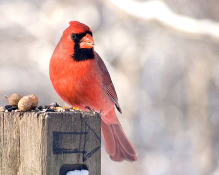 A male northern cardinal perched in a post with bird seed.