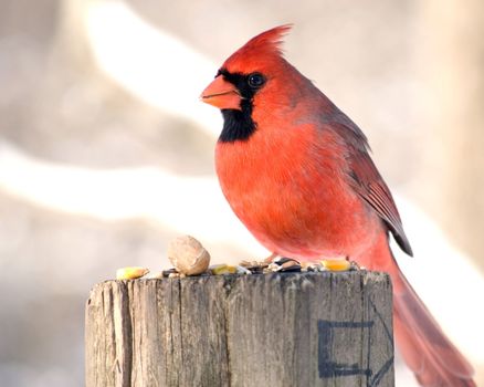 A male northern cardinal perched in a post with bird seed.