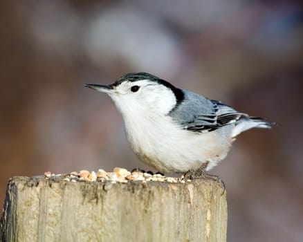 A white-breasted nuthatch perched on a post with bird seed.