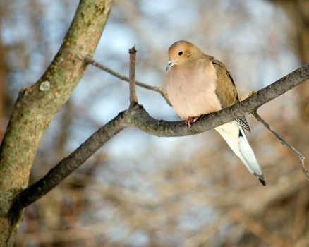 A mourning dove perched on a tree branch.