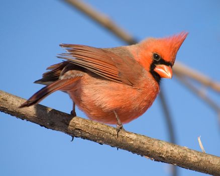 A Northern Cardinal perched on a tree branch.