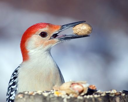 A closeup head shot of a red-bellied woodpecker perched on a post with a peanut in its beak.