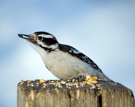A male downy woodpecker perched on a wooden post.