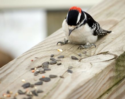 A male downy woodpecker perched on a wooden fence with bird seed.