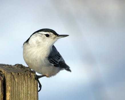 A white-breasted nuthatch perched on a wooden post.