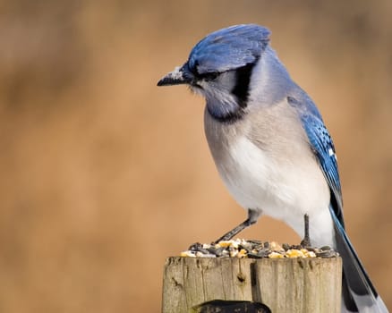 A blue jay perched on a wooden post looking at bird seed.