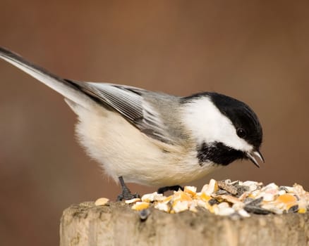 A black-capped chickadee perched on a wooden post with bird seed.