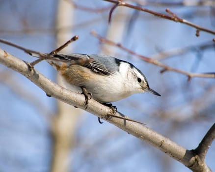 A white-breasted nuthatch perched on a thorn apple branch.