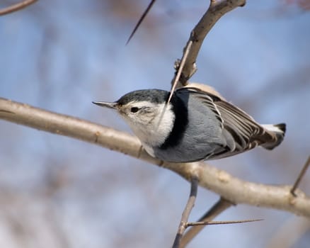 A white-breasted nuthatch perched on a thorn apple branch.