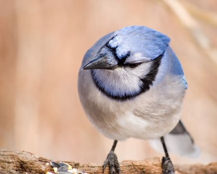 A blue jay perched on a log looking at bird seed.