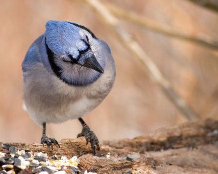 A blue jay perched on a log looking at bird seed.