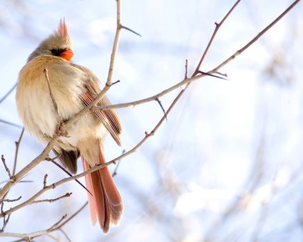 A female northern cardinal perched on a tree branch.