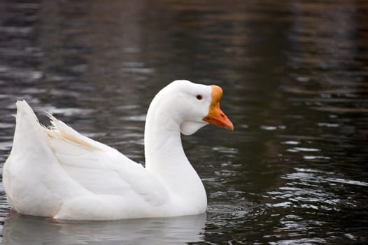 A domestic goose swimming in a pond.