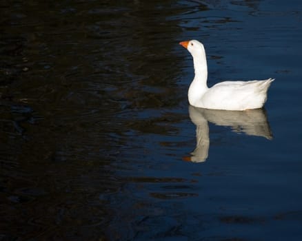 A domestic goose swimming in a pond.