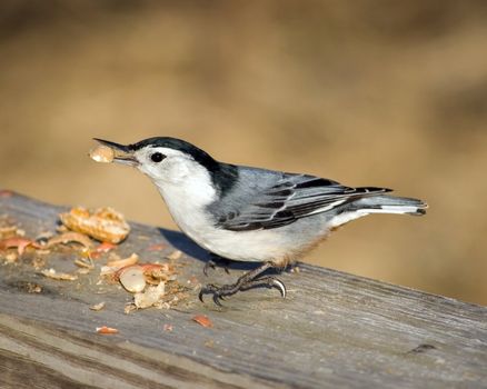 A nuthatch with a peanut in its beak.