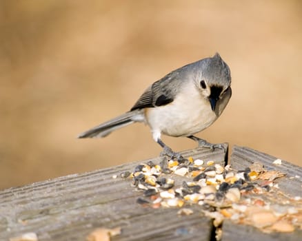 A tufted titmouse looking down on bird seed.