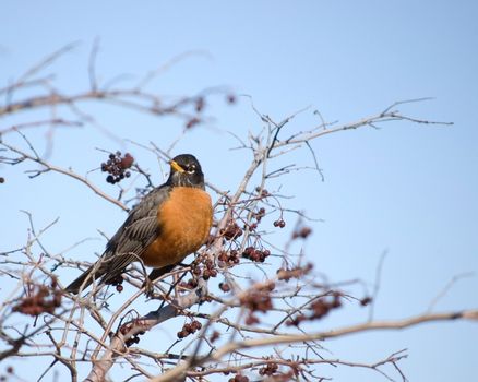 An american robin perched in a tree.