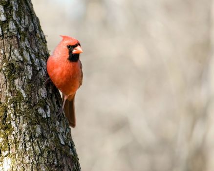 A northern cardinal perched on a tree trunk.