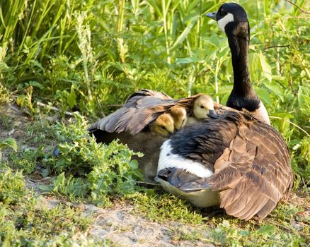 Three Canada goose goslings under the wing of their mother.