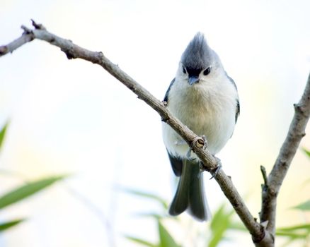 A tufted titmouse perched on a trre branch.