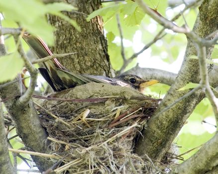 An American robin incubating eggs on the nest.