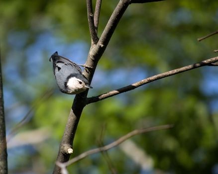 A white-breasted nuthatch perched on a tree branch.