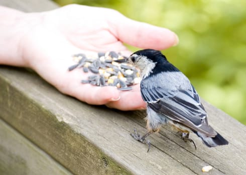 A white-breasted nuthatch eating bird food from the hand on a wooden railing.