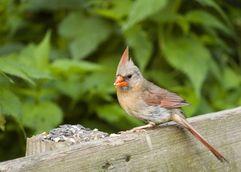 A female cardinal perched on a park bench eating bird seeds.