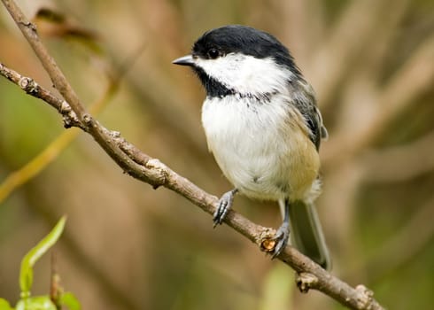 A black-capped chickadee perched on a tree branch.