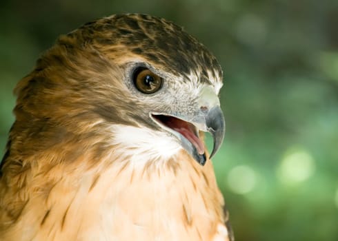 A close-up head shot of a red-tail hawk