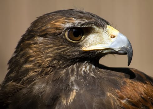 A close-up head shot of a buzzard.