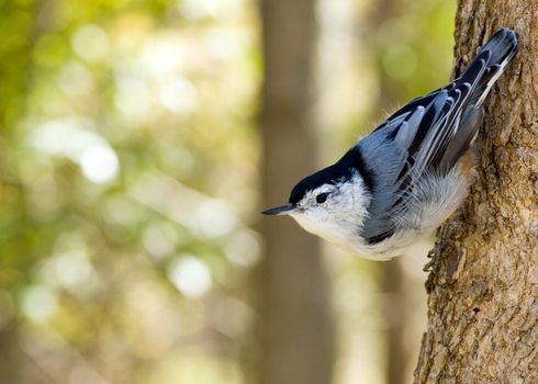 A nuthatch perched on the side of a tree trunk.