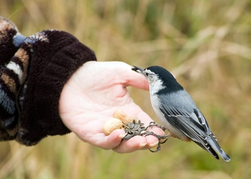 A white-breasted nuthatch perched on a woman's hand eating bird seed.