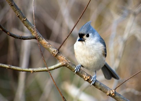 A tufted titmouse perched on a tree branch.