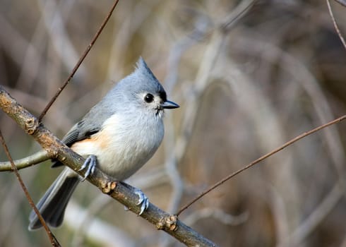 A tufted titmouse perched on a tree branch.