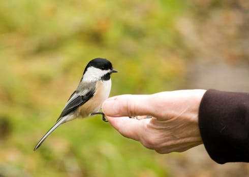 A Chickadee perched on a woman's hand eating bird seed.