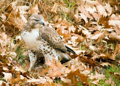 A Red-tailed hawk perched on the ground among fallen leaves.