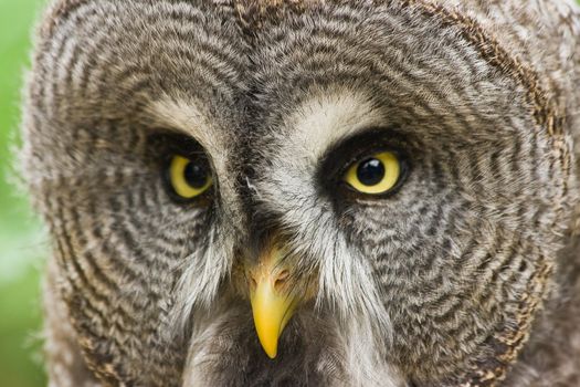 Great grey owl, bird of  prey, looking and being alert