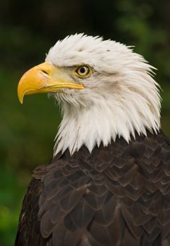 Bald eagle, national bird of USA, adult with white head