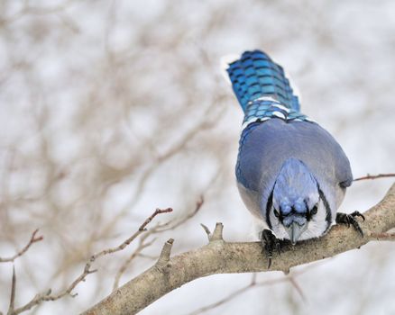 A blue jay perched on a tree branch.