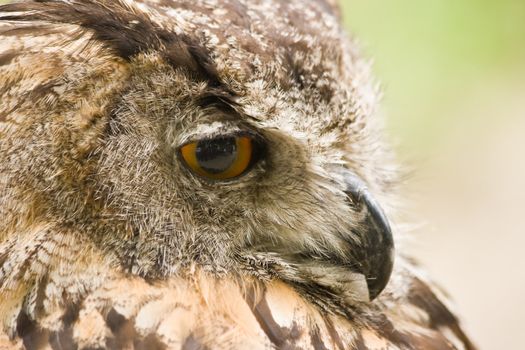 Eagle owl, biggest owl in the world, resting but alert