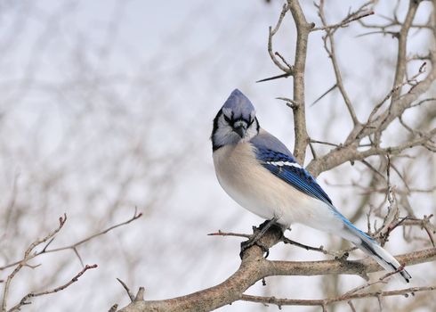 A blue jay perched on a tree branch.