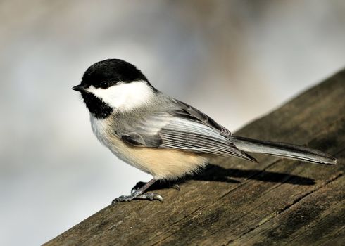 A black-capped chickadee perched on a wooden rail.